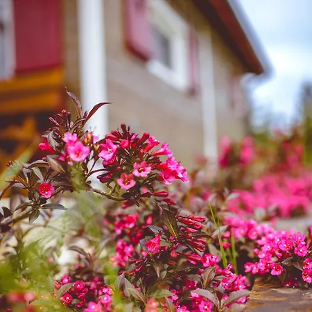 Na Gorniej Lace - Slowik Chalet Lazany